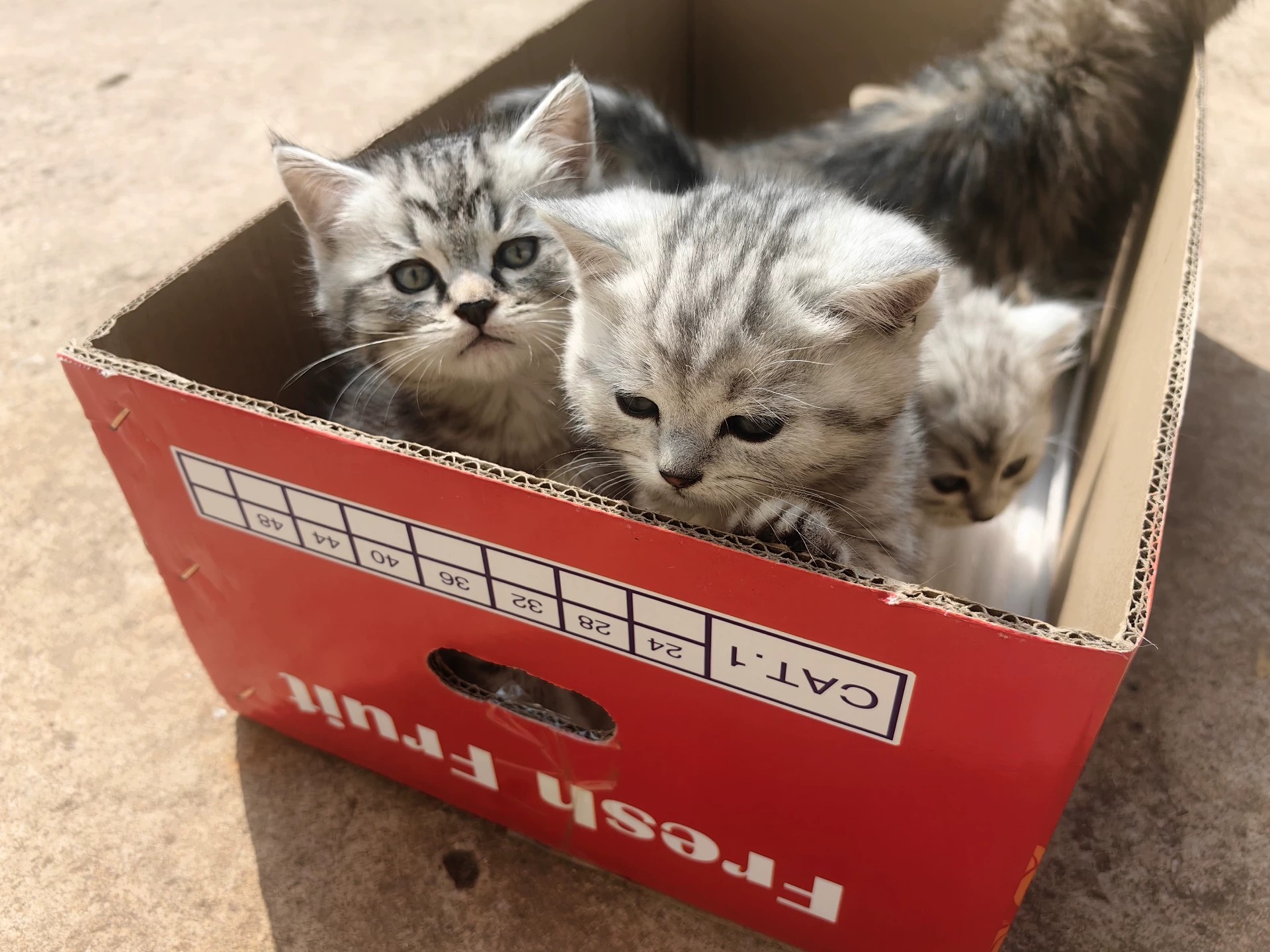 美短小猫 长毛短毛都有 活泼可爱 性格好 长期售后、终身饲养指导